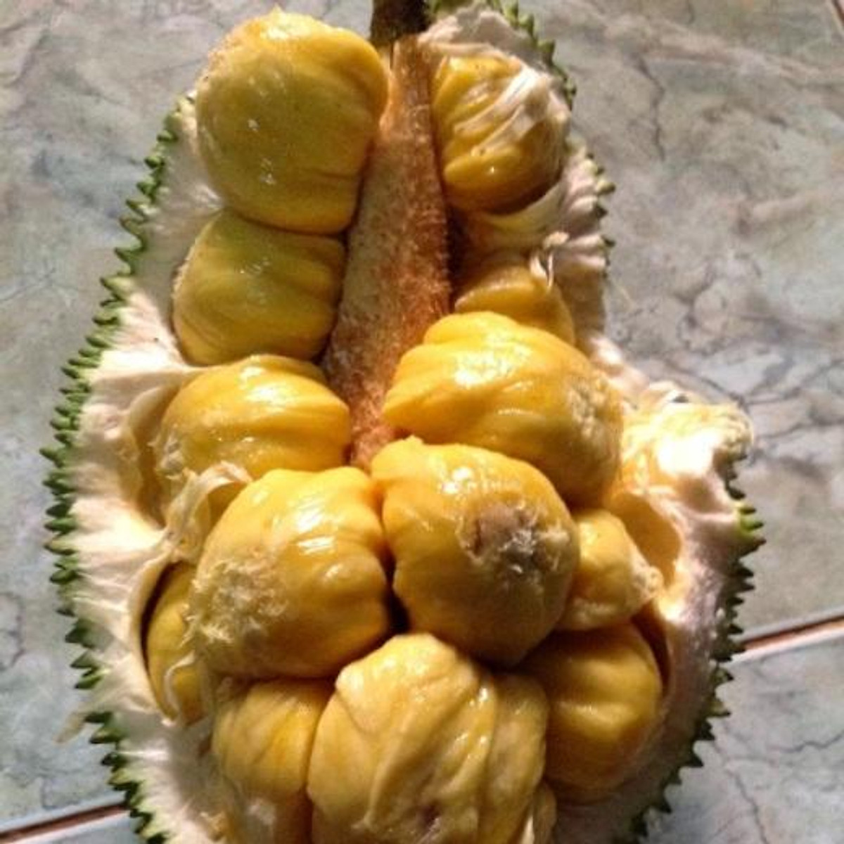 CÂY GIỐNG MÍT TỐ NỮ SIÊU SỚM