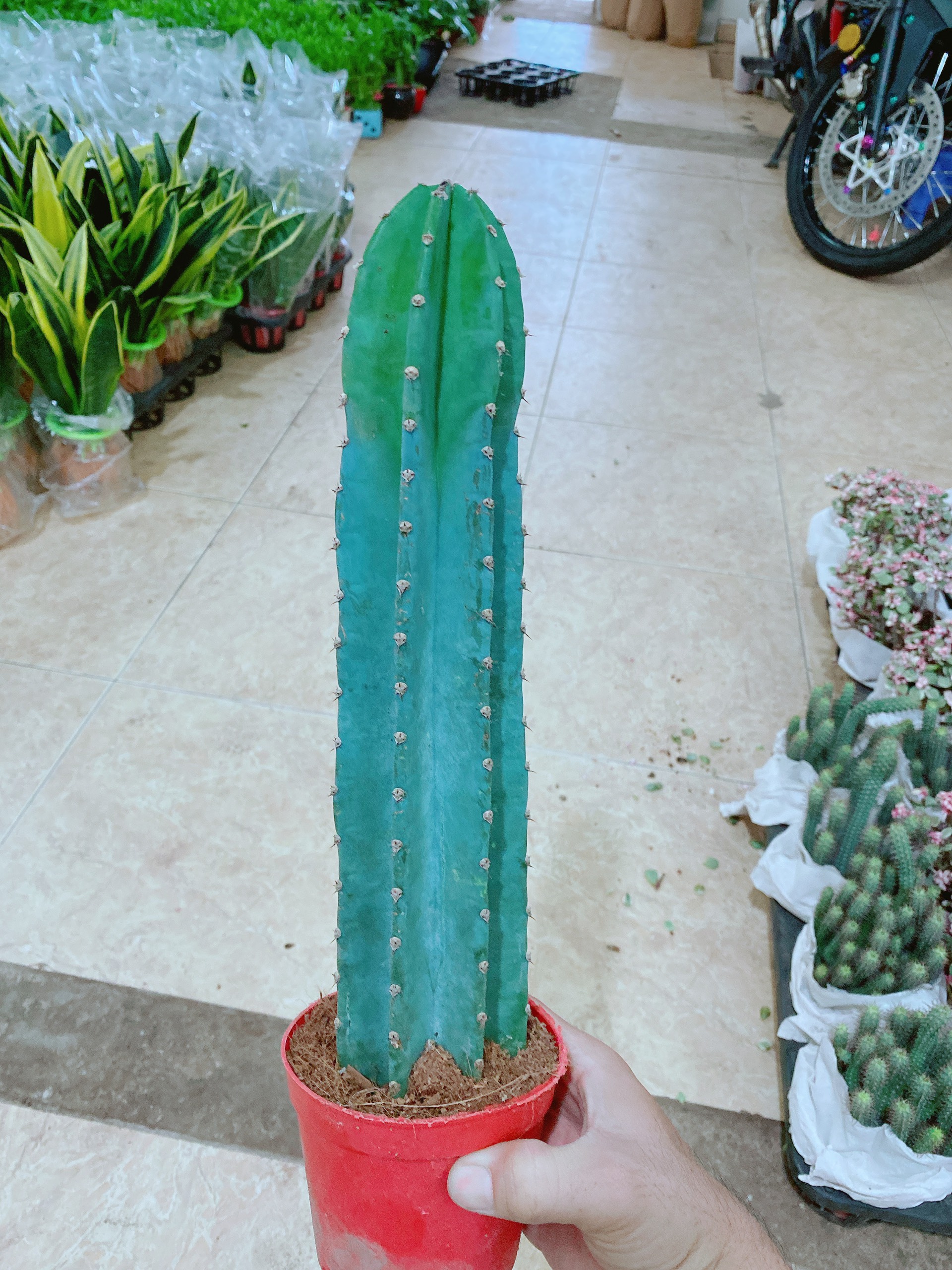 Xương Rồng Trụ Loại Lớn