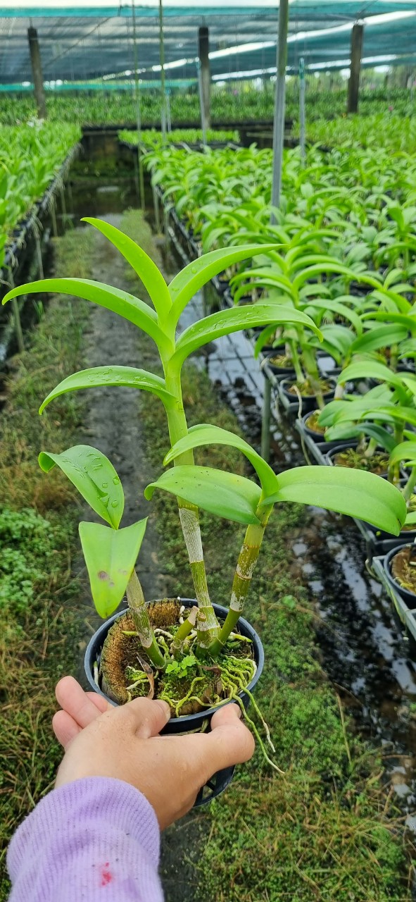HOA LAN THỎ VÀNG LAI SING