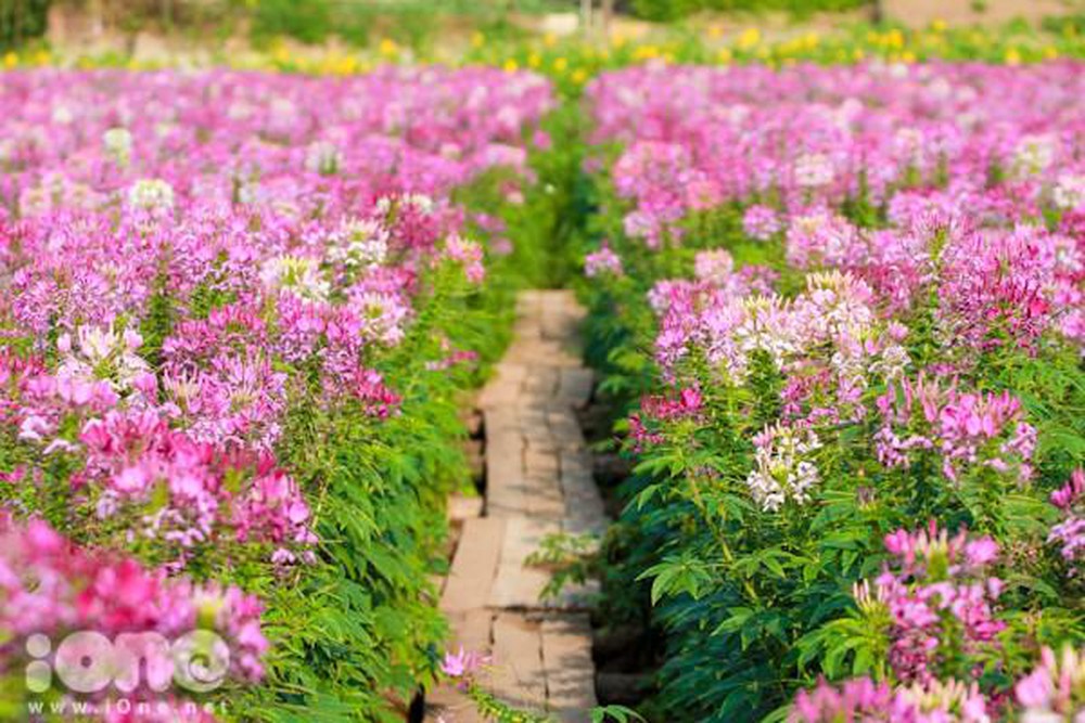 [Gói 200 Hạt] Hạt Giống Hoa Túy Điệp