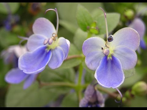 Cây giống Cây thanh điệp (cánh tiên) - CayGiongTot
