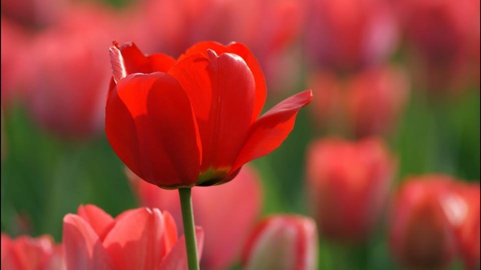 5 củ giống hoa tulip hoa màu đỏ
