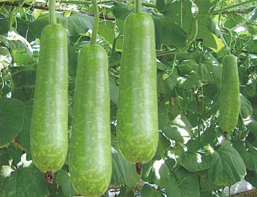 5 Hạt giống Bầu xị