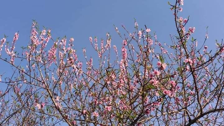 Đào rừng