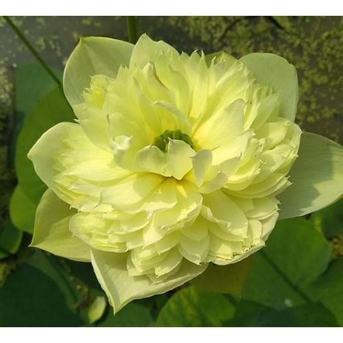 Hạt giống sen bạch diệp hoa vàng- gói 5 hạt