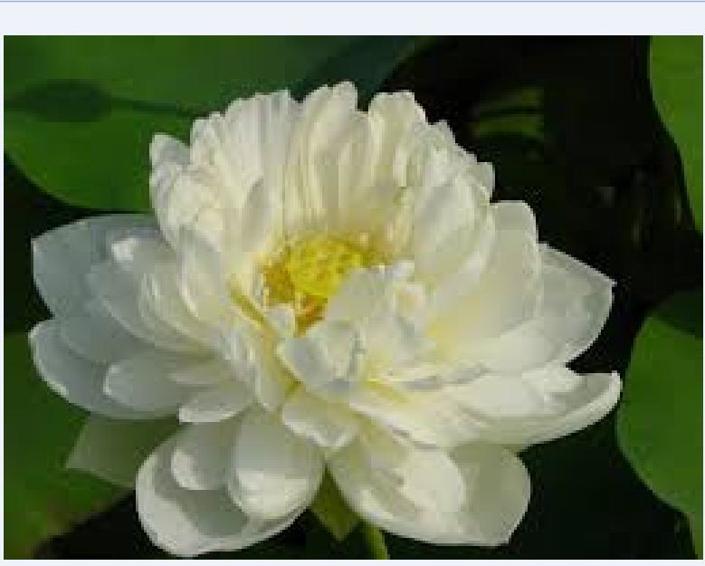 "Gói 5 Hạt " Hạt giống sen bách diệp hoa màu trắng