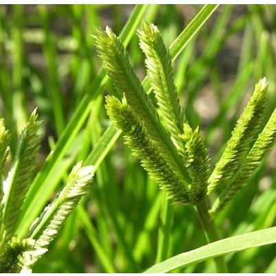 Tinh chất thảo mộc mọc tóc Mộc Nhan, tóc mọc nhanh, hết hói, Mộc Nhan Natural