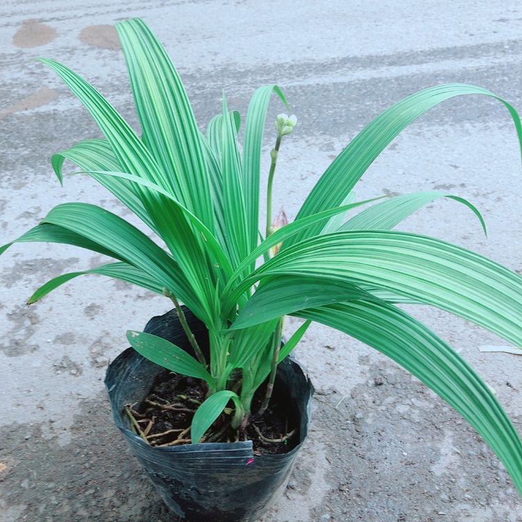 Lan đất có hoa màu vàng