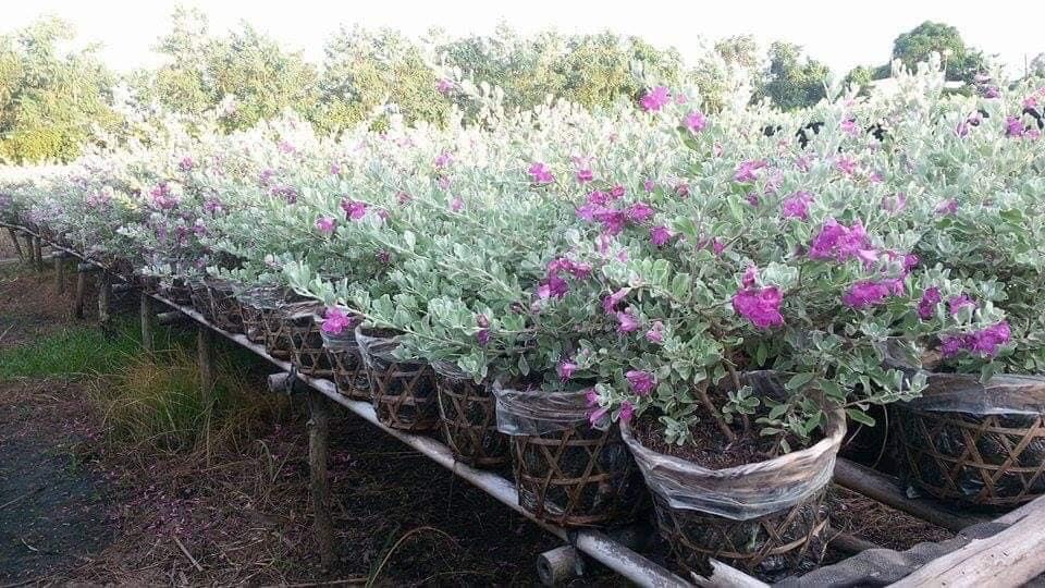 Chậu cây LÁ BẠC