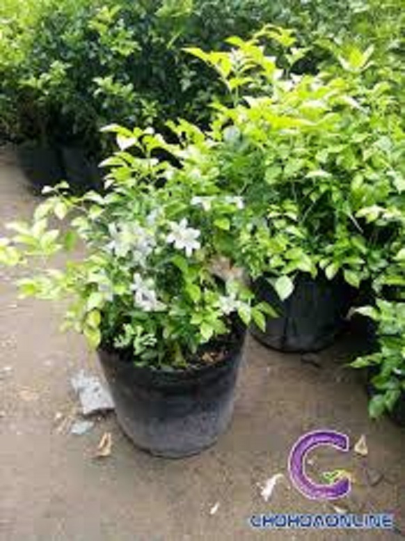 cây giống nghuyệt quế trắng thái