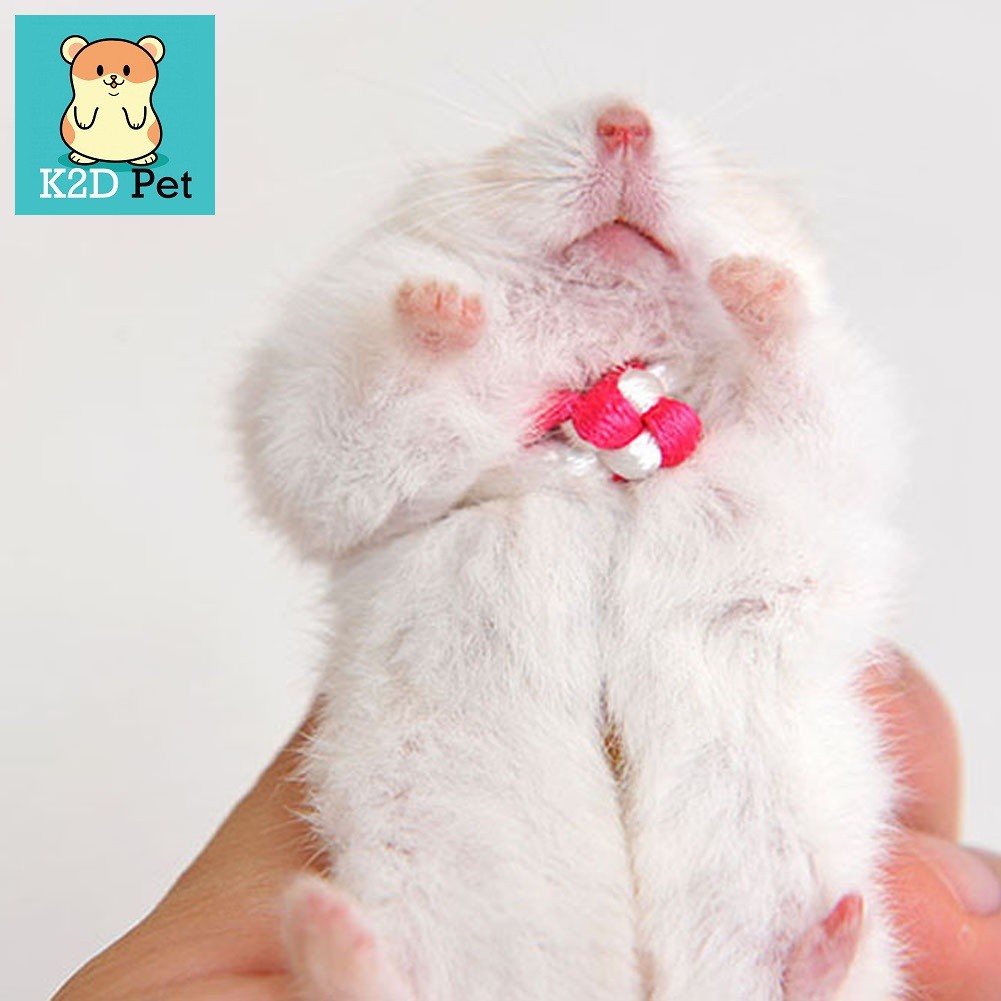 Dây dắt hamster thỏ Sóc  đuôi mập chuột lang