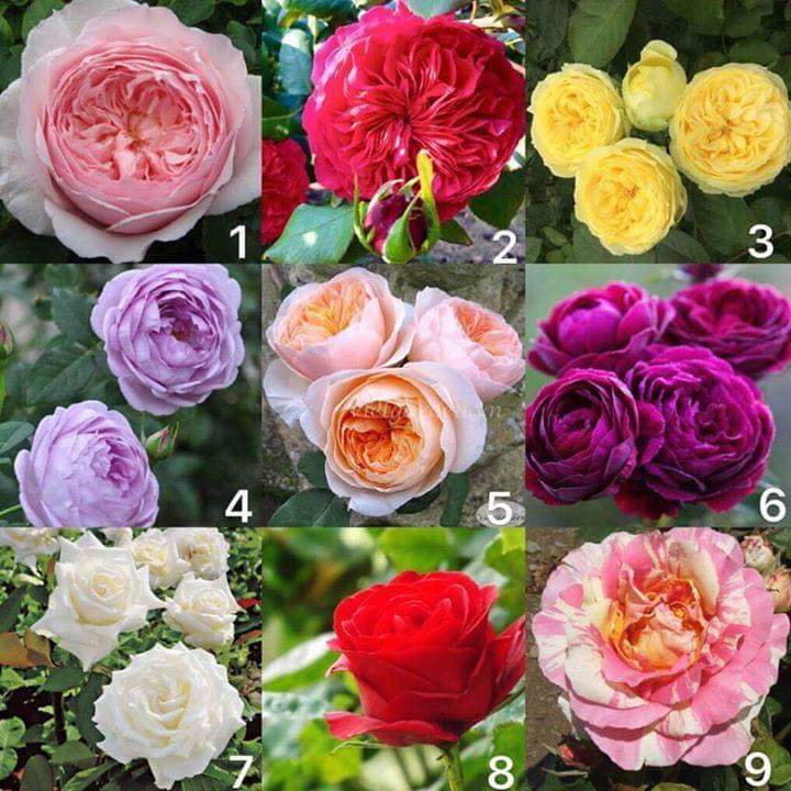 10 cây giống hoa hồng ngoại