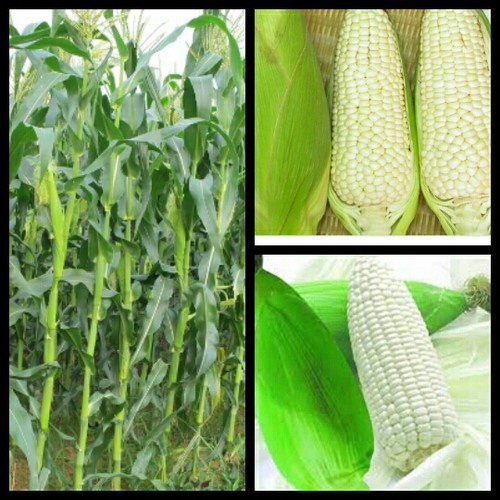 MỤN DỪA ĐÃ QUA XỬ LÝ SFARM_5dm