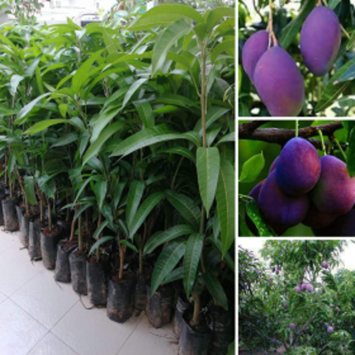 Cây XOÀI TÍM MIỀN NAM