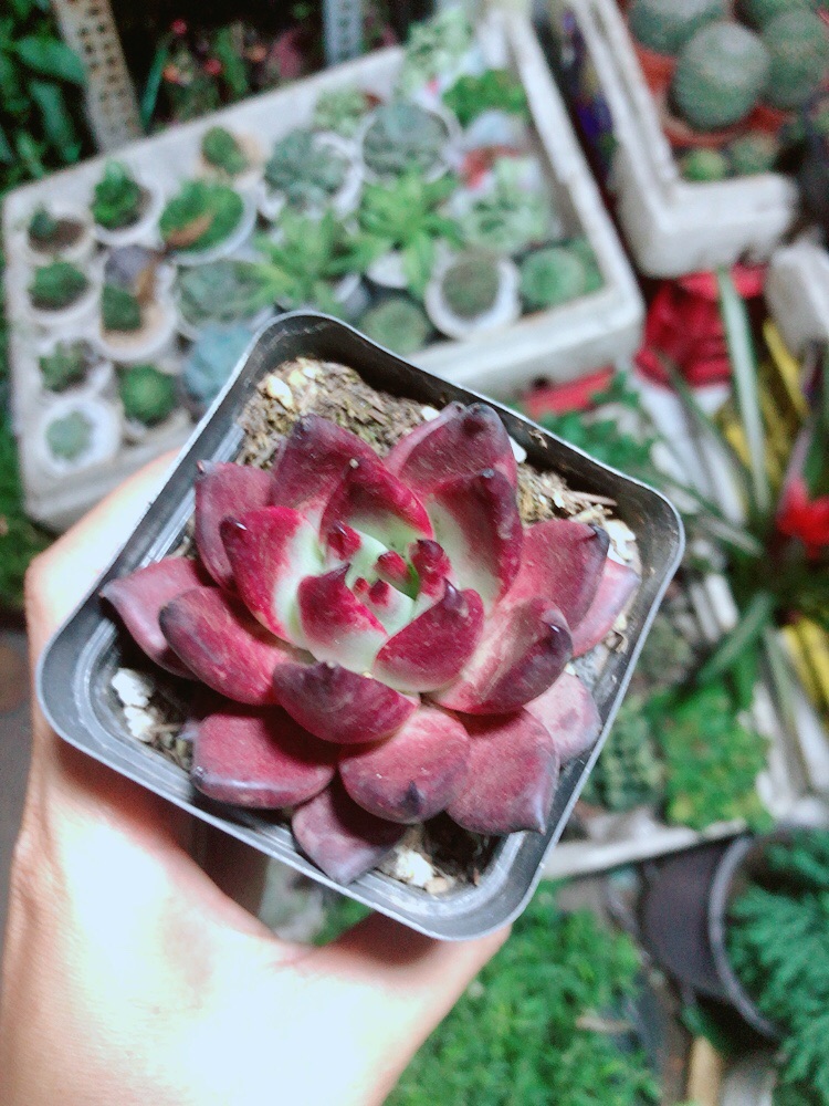Sen Đá Đế Vương Đỏ