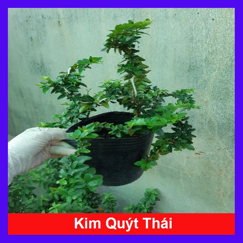 Cây kim quýt thái bonsai - cây bonsai để bàn - cây cảnh mini - cây cảnh bonsai - HKPQ