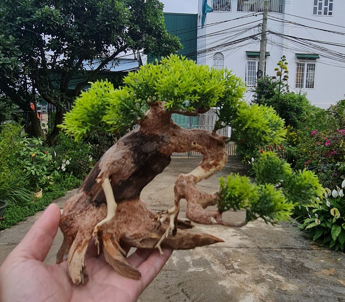 Lũa Bonsai mini cho hồ thủy sinh - Xưởng Lũa Mr Wood