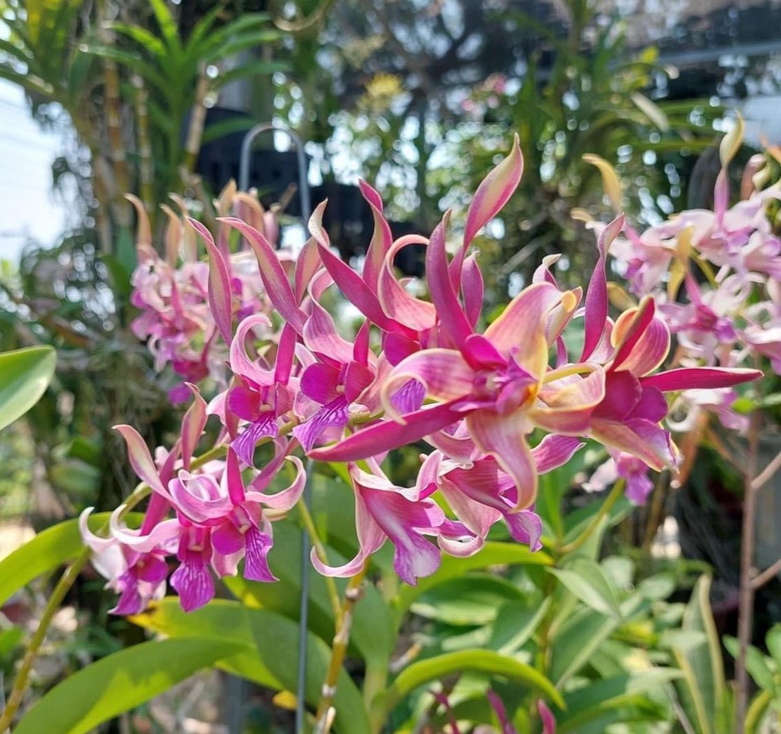 LAN DENRO THỎ ĐỎ KIÊN GIANG CÂY GIỐNG