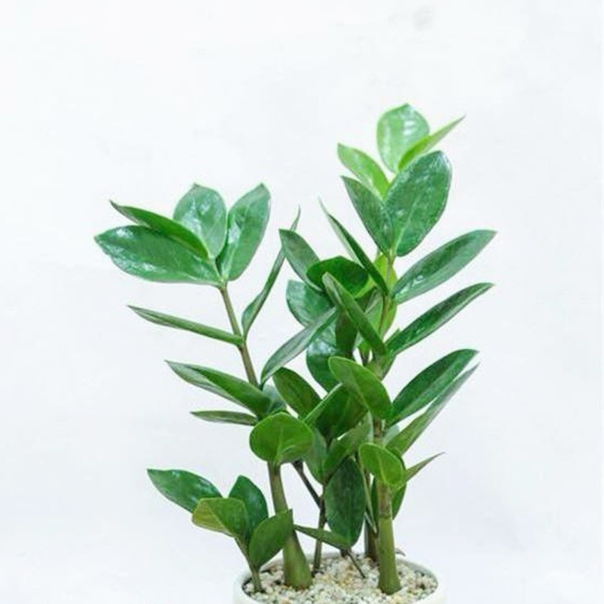 CÂY KIM TIỀN CÂY PHONG THỦY