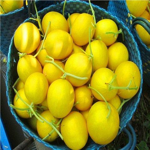 Dưa Lê Kim Cô Nương F1 gói 5 hạt