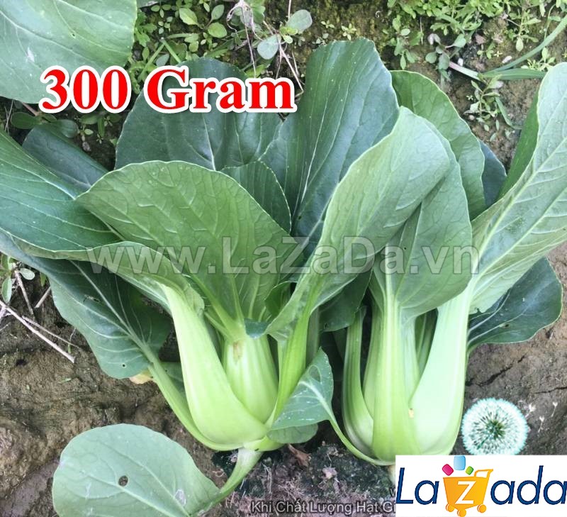 1Gr Hạt Giống Cải Thìa Cọng Xanh F1 To 300Gram TG70 (A5.405| C20*X57*M166)