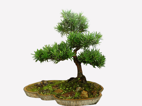 Cây tùng la hán giống cao 30cm