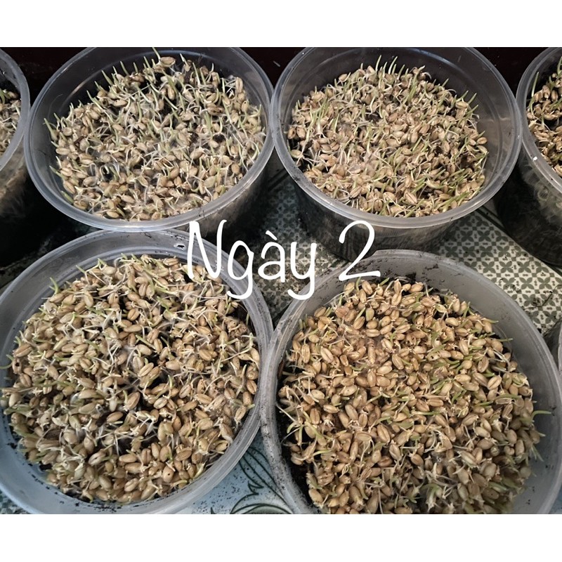 Hạt giống cỏ mèo tươi, Hạt giống cỏ lúa mạch cho mèo