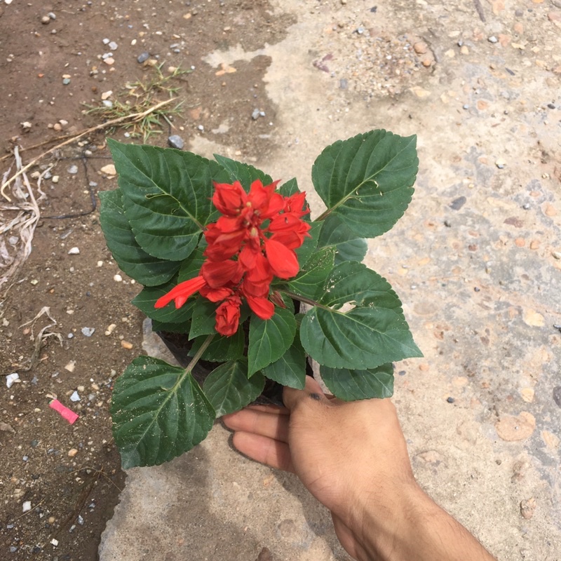 Cây Hoa Xác Pháo Đỏ Trồng Sẵn Đã Có Nụ Và Hoa