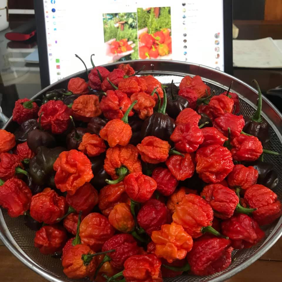 Hạt ớt giống Carolina Reaper Red