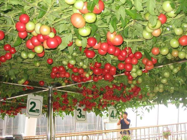 Bộ Hạt giống cà chua leo giàn ( hạt giống 10 hạt + 5 viên nén ươm hạt + 1 gói kích thích nảy mầm )