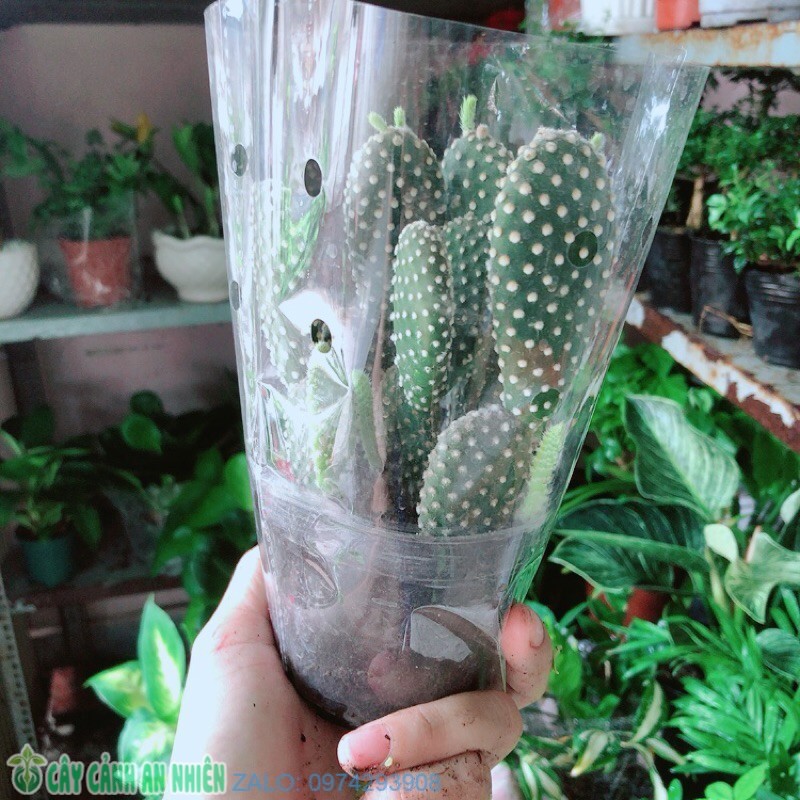 Xương Rồng Tai Thỏ Trắng