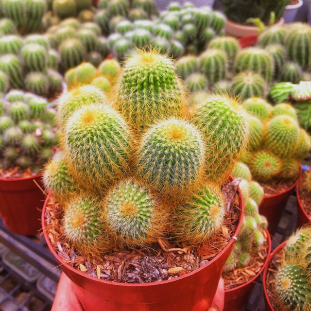 Xương Rồng Bóng Vàng Bụi