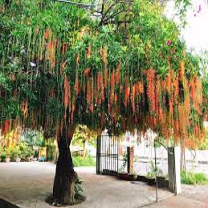 CÂY  LỘC VỪNG GIỐNG