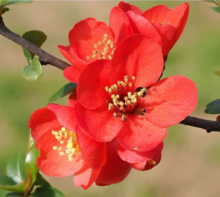Hạt giống hoa mai Trung Quốc hoa đỏ - Gói 5 hạt