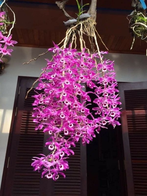 hoa phong lan hoàng thảo kèn