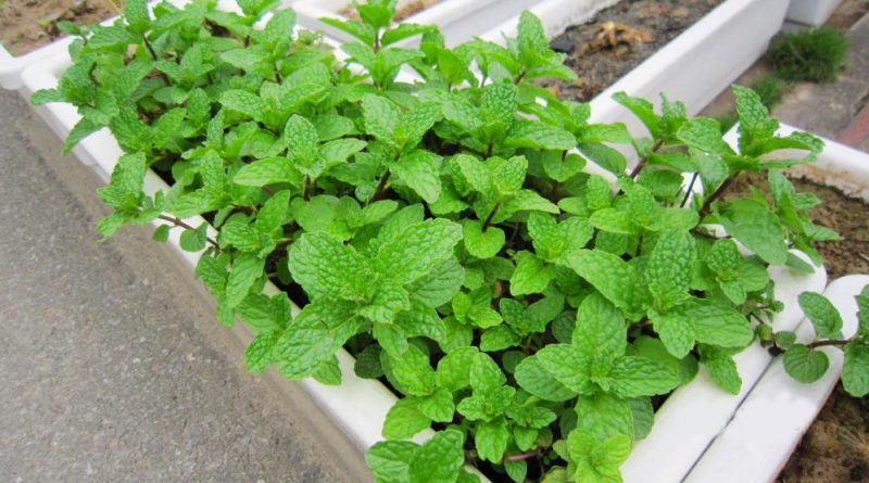 Gói Hạt Giống Húng Bạc Hà (Húng Lủi)