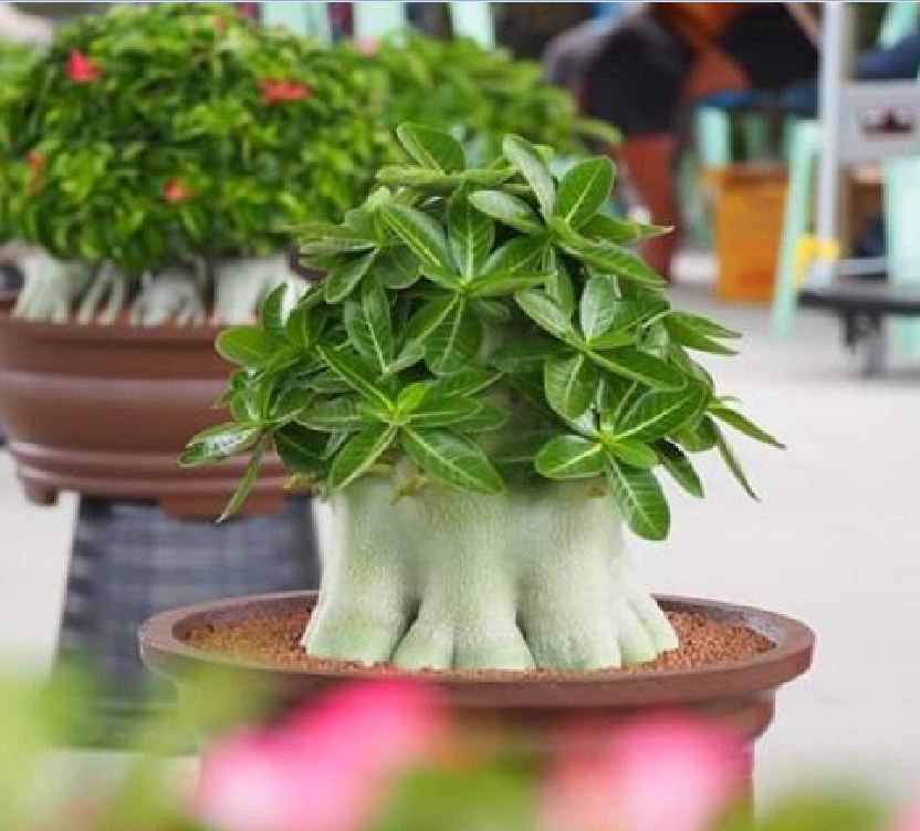 Hạt giống hoa sứ kim tự tháp - gói 5 hạt