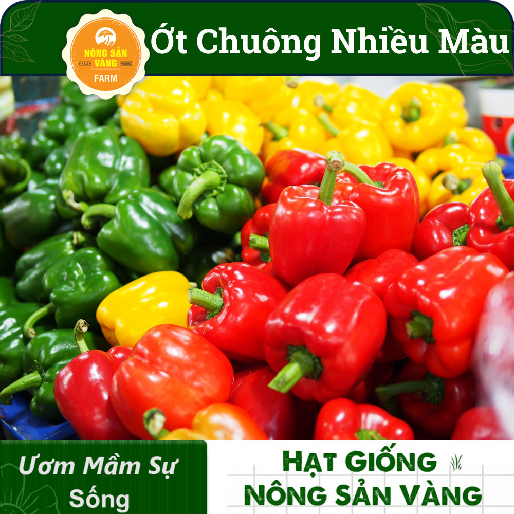 Hạt giống Ớt Chuông Nhiều Màu, Sinh Trưởng Và Phát Triển Khỏe, Năng Suất Cao (Gói 40 hạt) - Nông Sản Vàng
