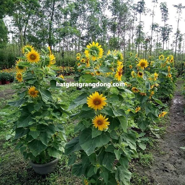 Hạt giống hoa hướng dương tháp