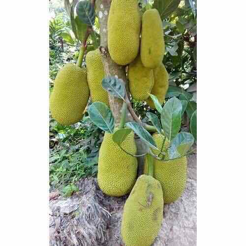 CÂY GIỐNG MÍT KHÔNG HẠT