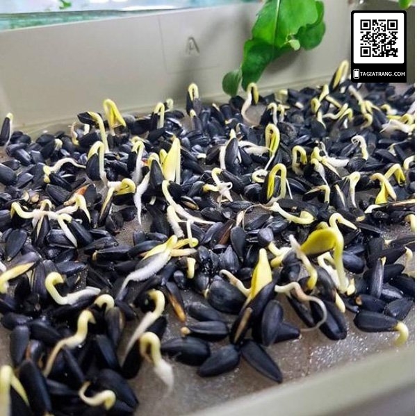 Hạt giống rau mầm hướng dương