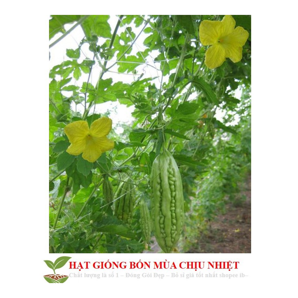MJ34C Hạt Giông Mướp Đắng 5 Hạt