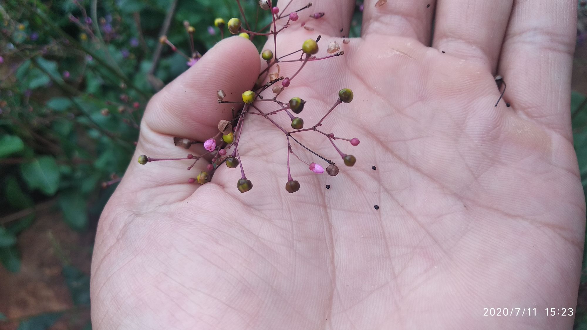 Giống cây sâm đất ( hạt)