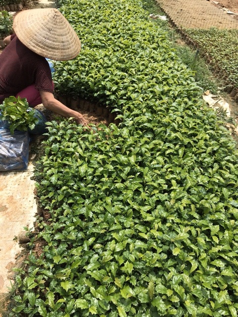 Cây xạ đen