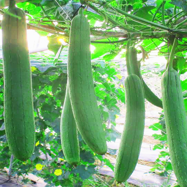 Hạt giống Mướp quả   - Sao Thần nông