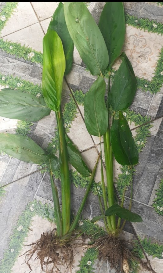 10 Cây giống môn bình tinh/ môn dong/khoai dong