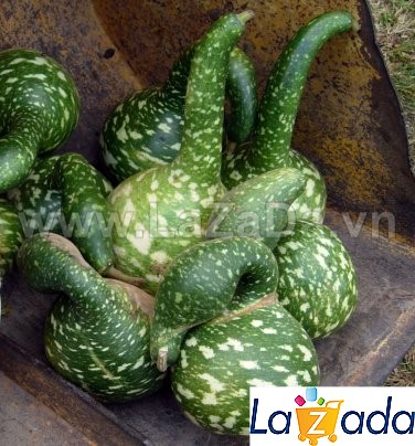 5h Hạt Giống Bầu Sao Thiên Nga (A1.303| C38*W34*M163)