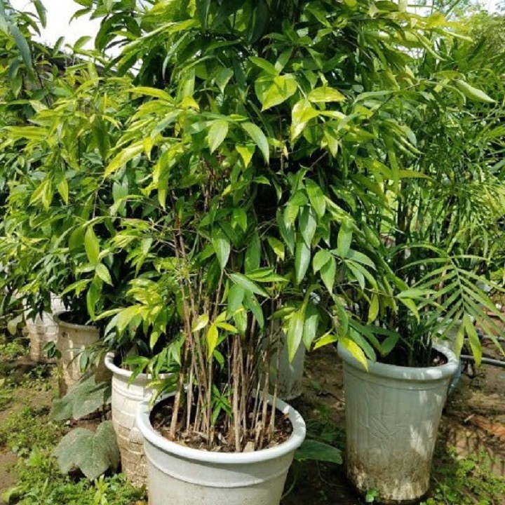 CHẬU CÂY TRÚC NHẬT