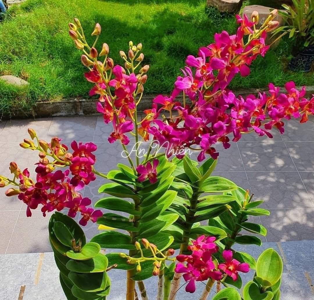 Denro phượng hoàng hồng