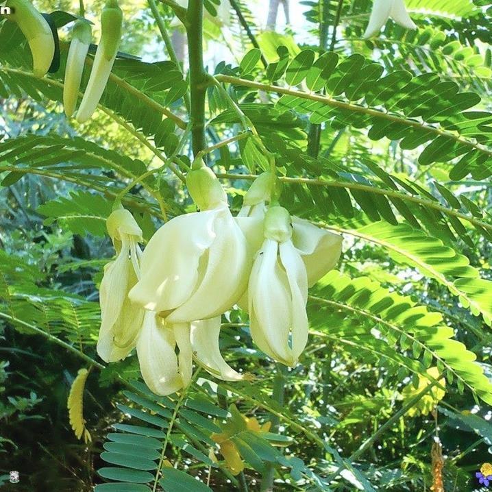 Hạt Giống Bông So Đũa Trắng - Gói 2 Gram